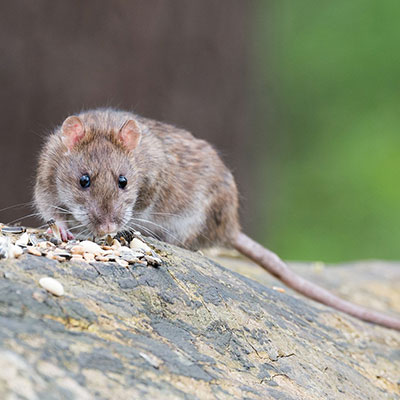 Rats-and-mice-pest-control-bathurst-online